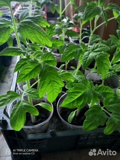 Рассада помидор, перца, баклажан, петуний