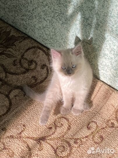 Котенок в добрые руки