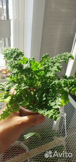 Папоротник адиантум венерин волос