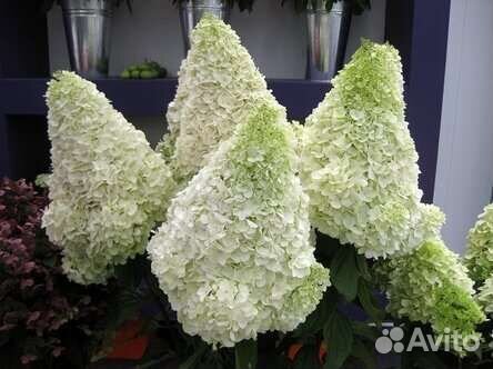 Гортензия метельчатая Polar Bear, саженцы