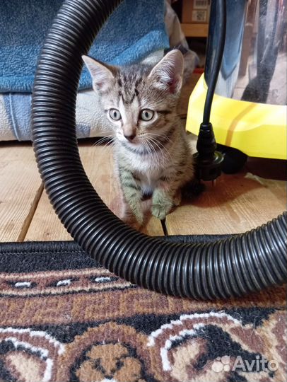 Отдам котят в добрые руки