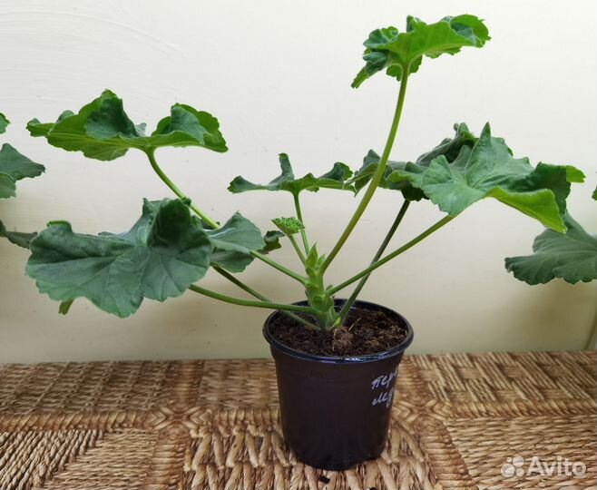 Пеларгония