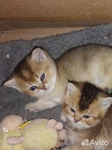 Золотые котята