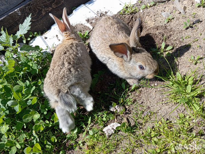 Крольчиха беременная, крольчата белый панон