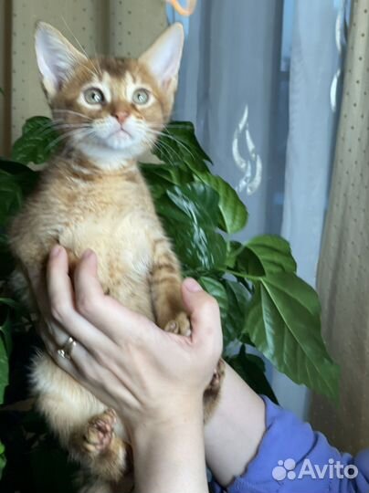 Абикун крупный