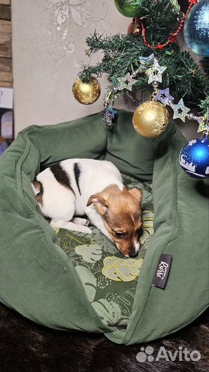 Щенки джек рассел терьер гладкошерстный