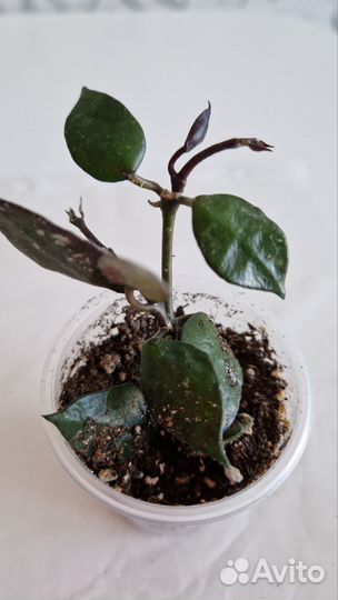 Хойя Блек Ливс