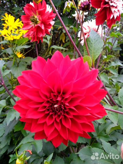 Георгины клубни