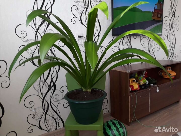 Гименокаллис взрослое растение