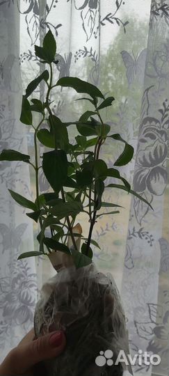 Гортензия метельчатая Металлика