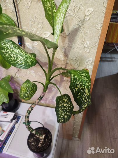 Деффенбахия