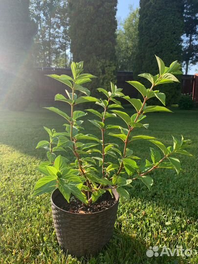 Гортензия вимс ред