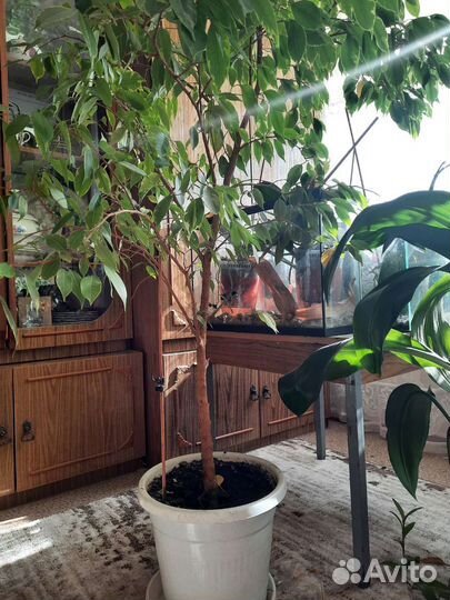 Фикус бенджамина