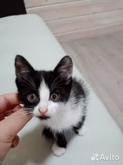 Котята 2 месяца