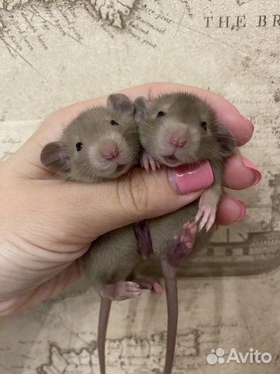 Крысята Дамбо большой выбор