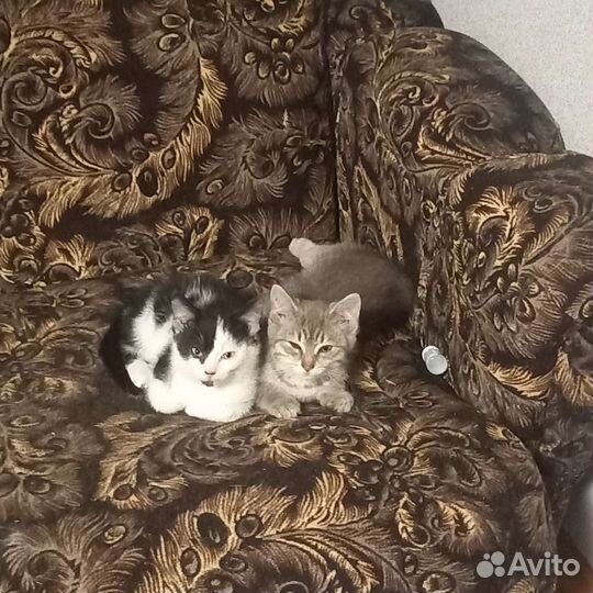 Отдаю котят бесплатно