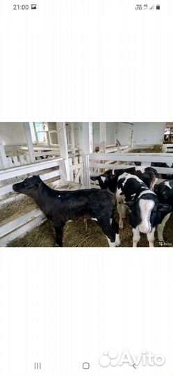 Телята бычки
