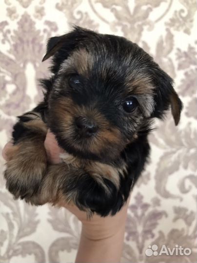 Йоркширский терьер мини девочка