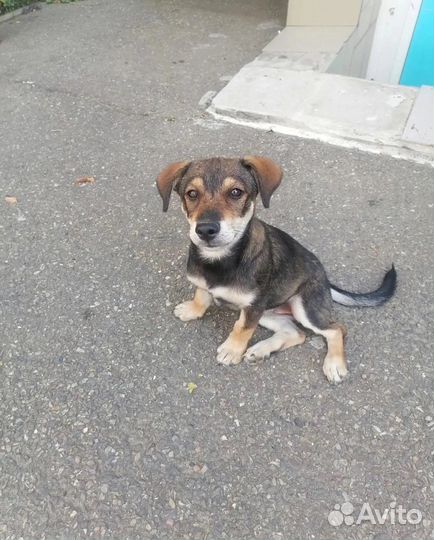 Щенок на улице