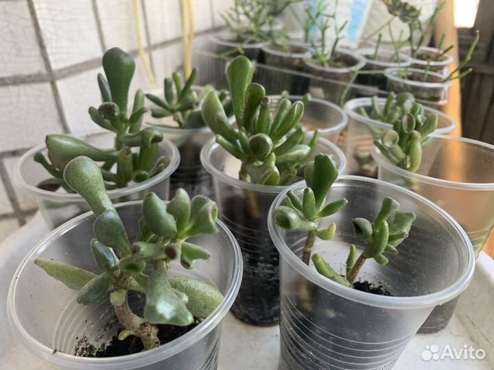 Сансевиерия