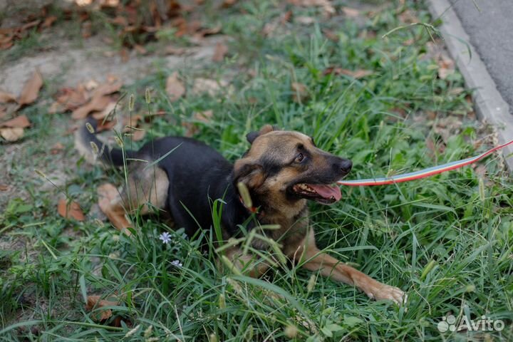 Собака в добрые руки