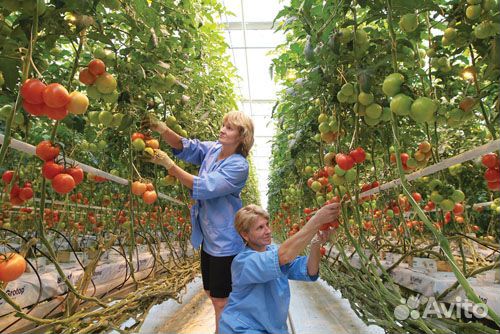 Упаковщики овощей Вахта 20/20 Москва+Еда+Жилье