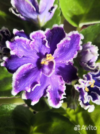 Сенполия(фиалка)