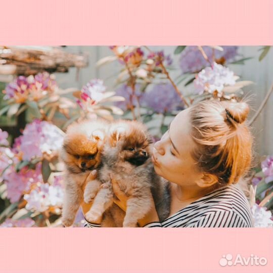 Помощь в покупке питомцев