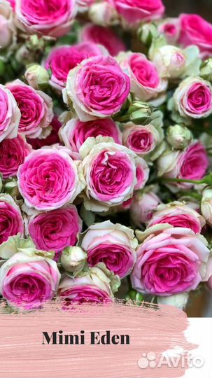 Саженцы роз опт и розница