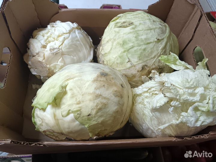 Пищевые отходы для животных