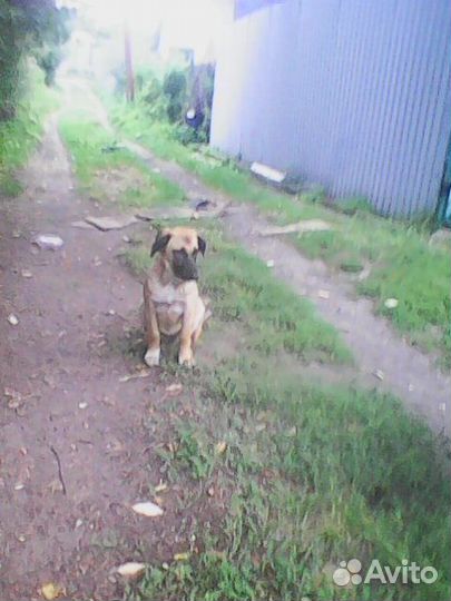 Щенки для охраны