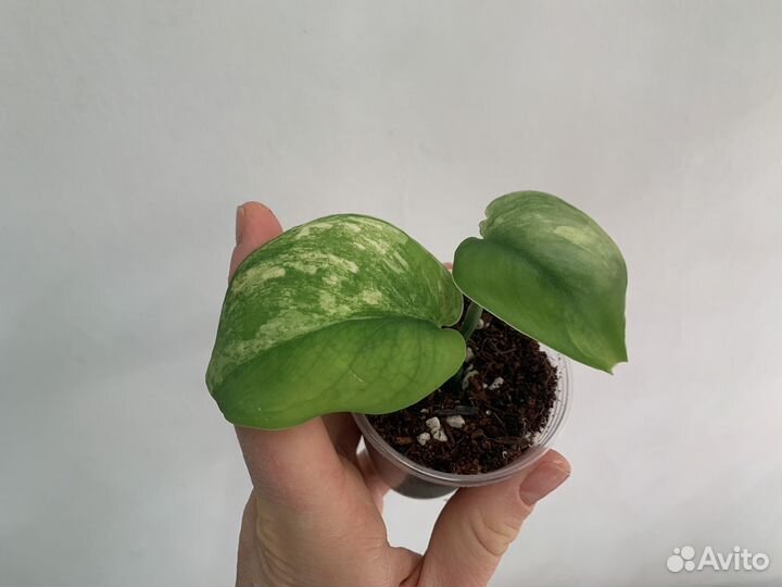 Сциндапсус жаде сатин вариегатный