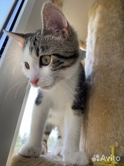 Котята подростки