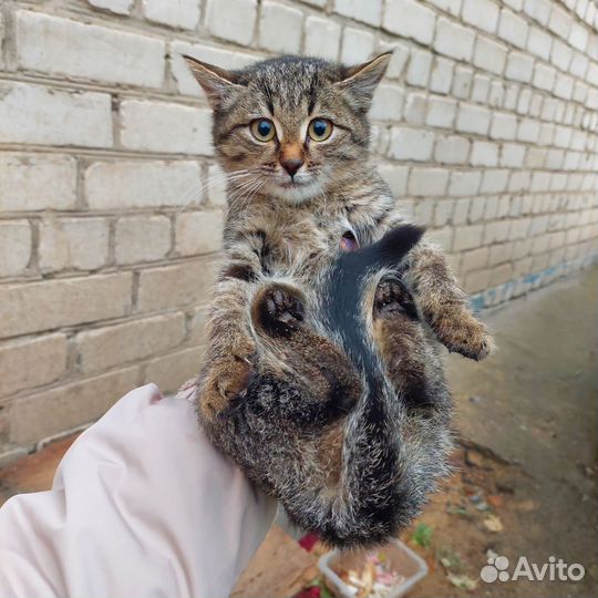 Котенок бесплатно