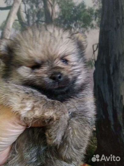 Померанский шпиц mini