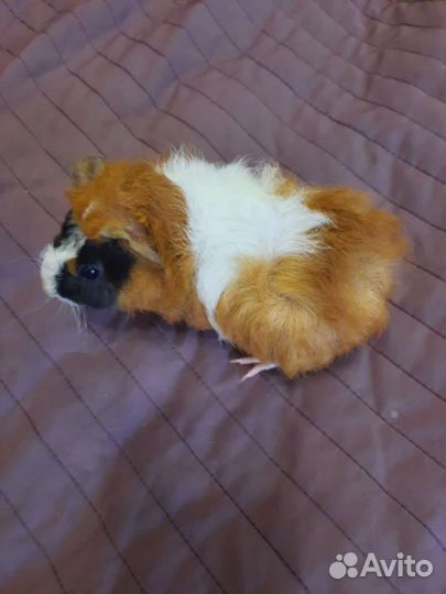 Морская свинка Мальчик