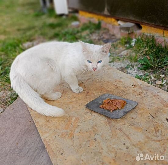 Котик ищет дом
