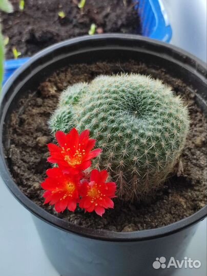 Мамиллярия