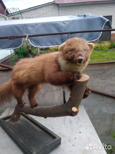 Чучело куницы