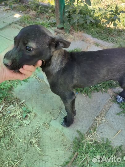 Гавкучая охрана