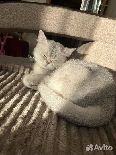 Британская кошечка на вязку