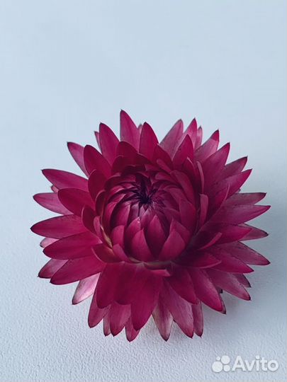 Гелихризум, цветок сухоцвет