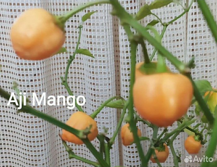 Сладко-Острый перец ягодный, ароматный