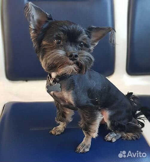 Стрижка собак И кошек