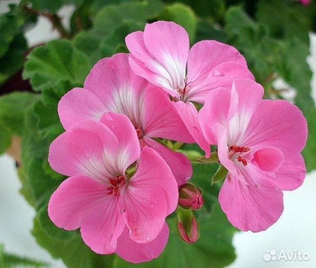 Герань пеларгония королевская