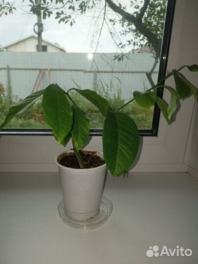 Продам саженцы комнатного лимона