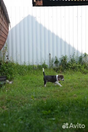 Собака в добрые руки щенок