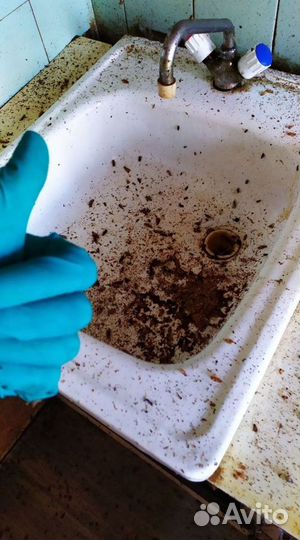 Уничтожение клопов, тараканов, мышей