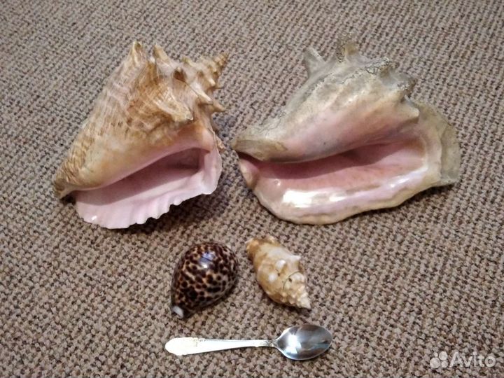 Цветок комнатный - юкка нинт