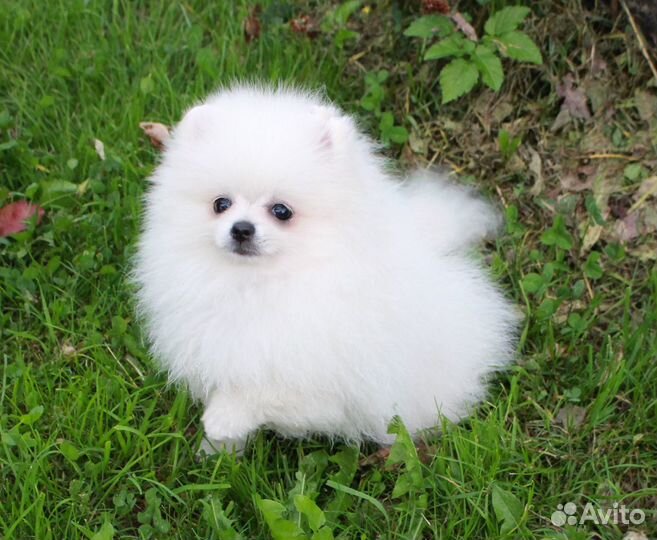 Белый мини мальчик шпиц